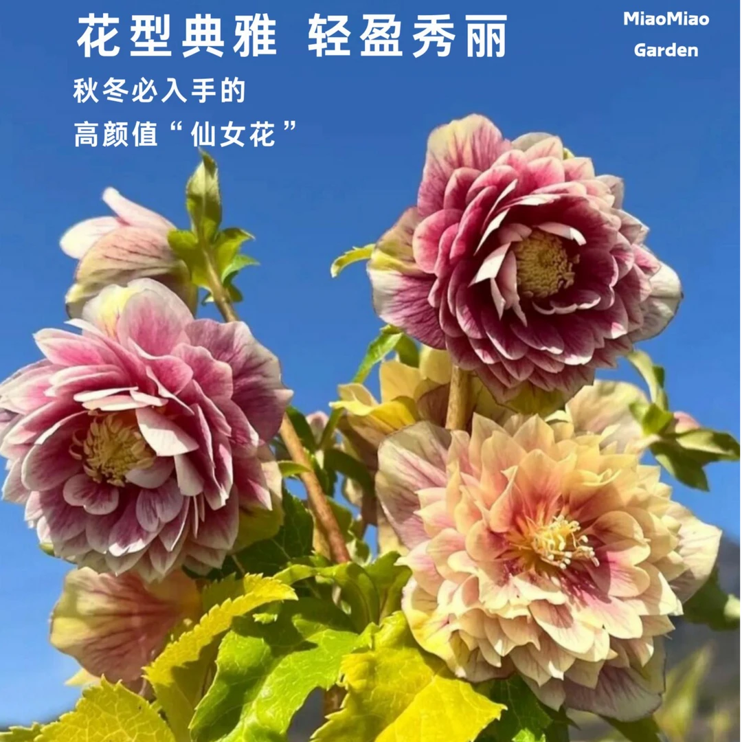 [铁筷子花东方系列] 重瓣庭院耐寒植物花期长年宵花