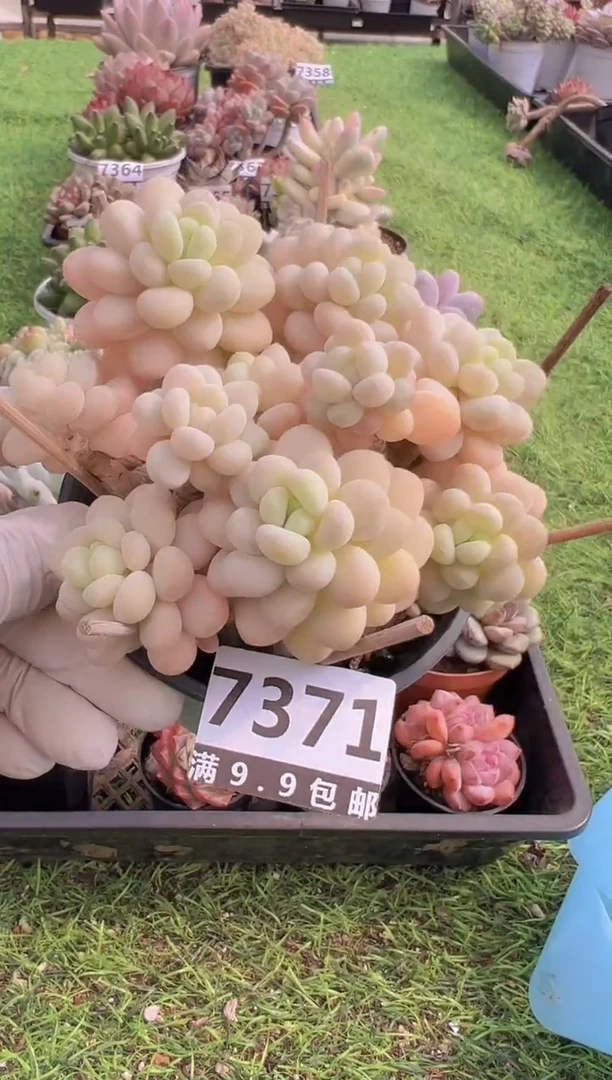 【闪购商品】信福多肉一物一拍