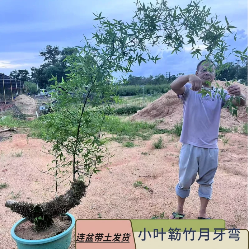 广东正宗小叶簕竹盆栽室内外绿植适合庭院客厅生桩盆栽熟桩大小桩