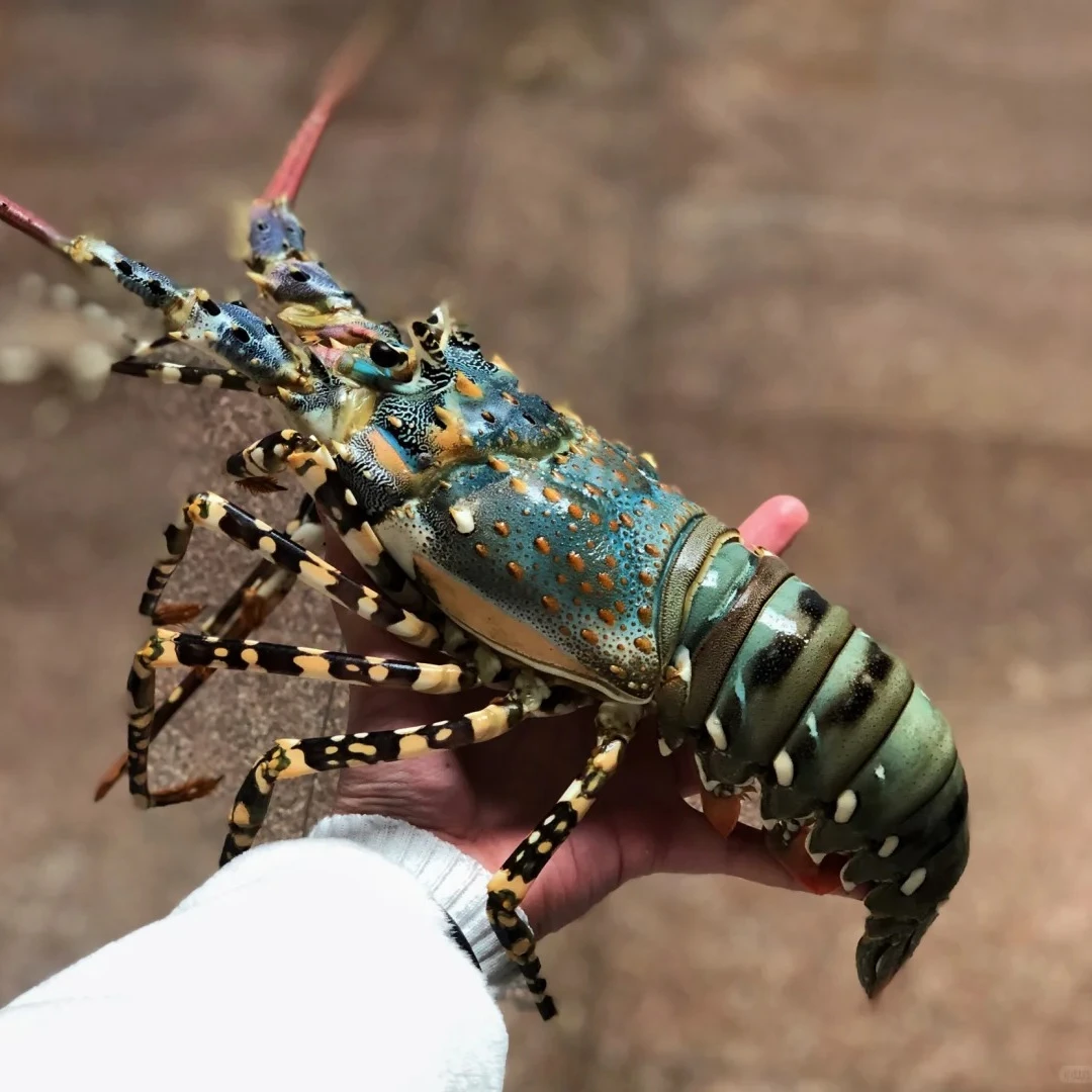 青龙仔（单只5-6两）鲜活海鲜海虾龙虾青龙仔