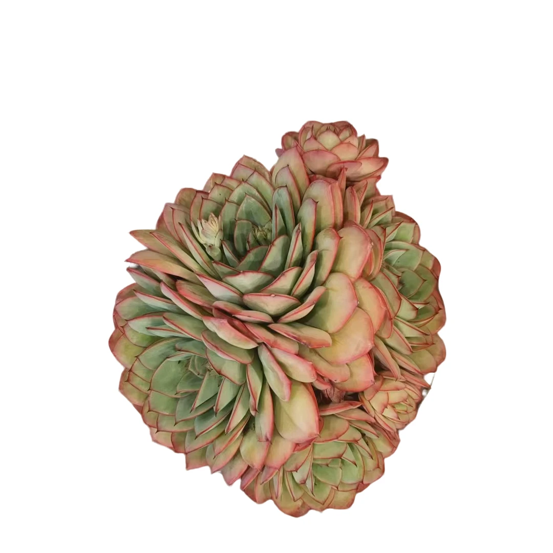 同美多肉园艺  大群牡丹亭  粉丝福利多肉植物 直播间实物为 夏季