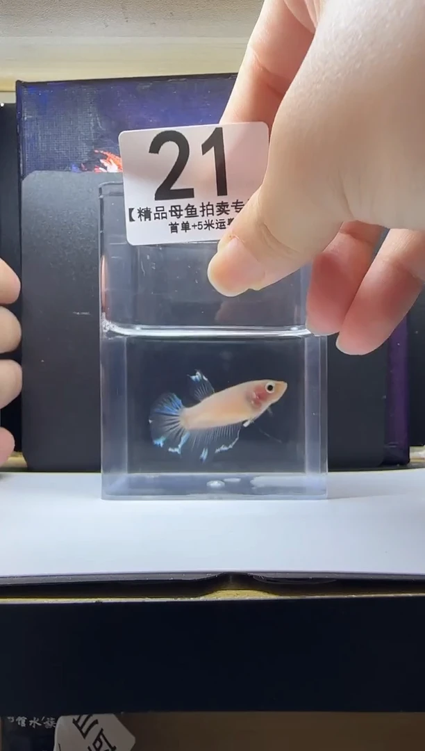 斗鱼母鱼编号：21