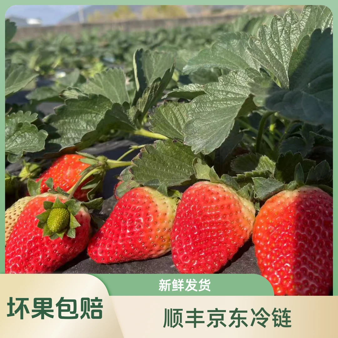 LY-【1盒特大果】大凉山露天奶油草莓自然生长无添加更健康现摘现发