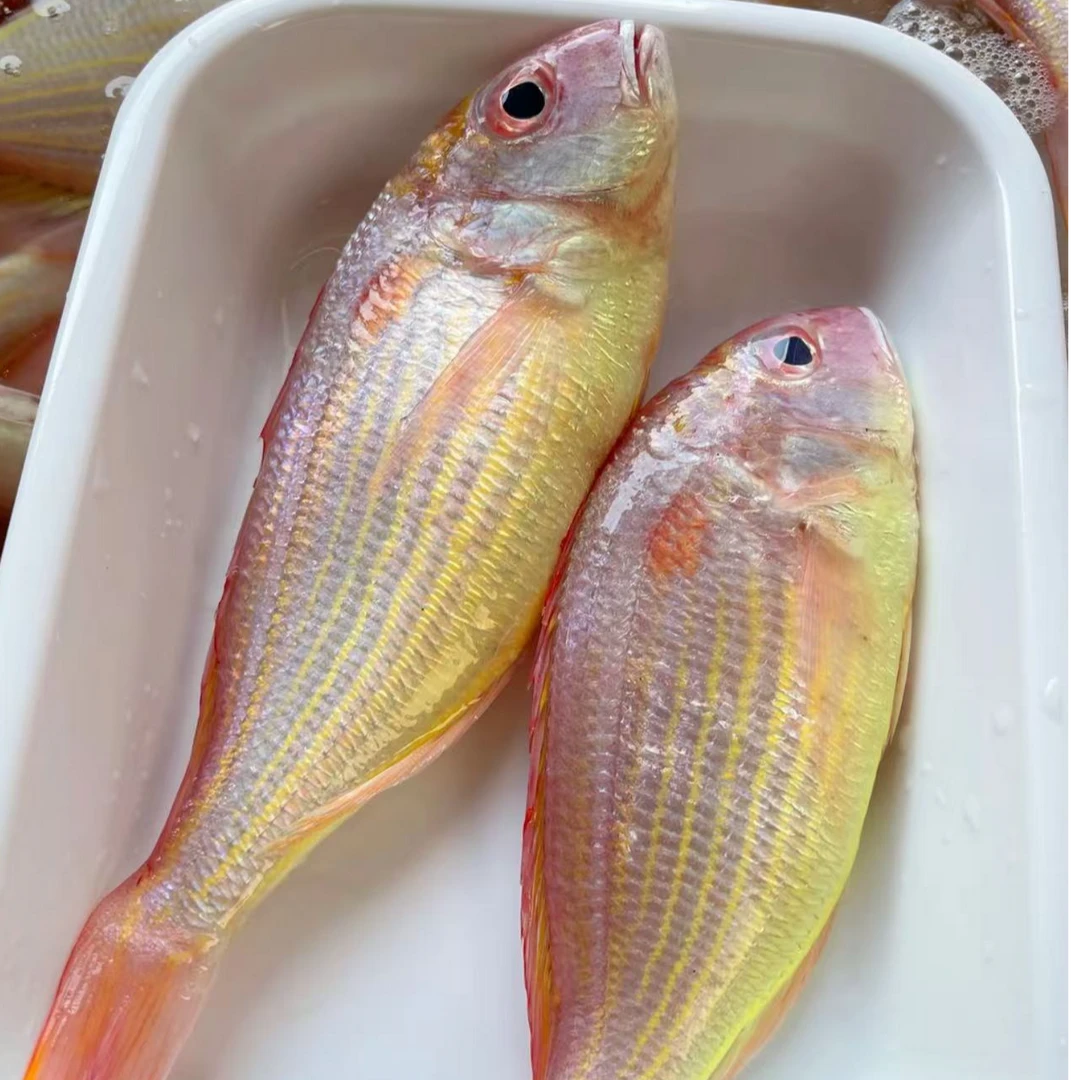 海捕野生红头鱼红衫鱼顺丰鲜活速冻发货