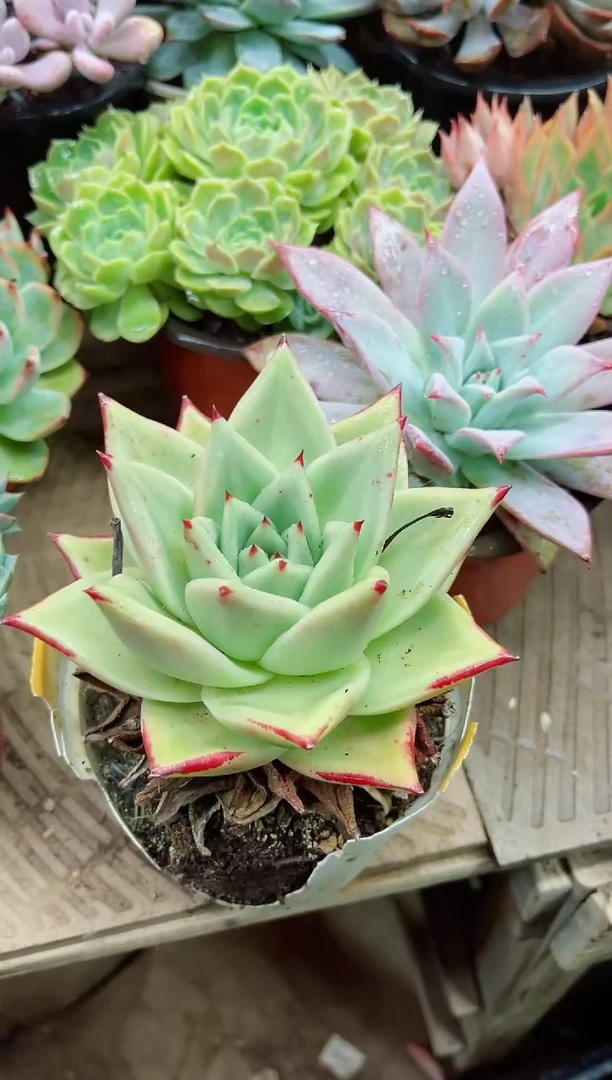 朝**暮15022多肉植物一物一拍