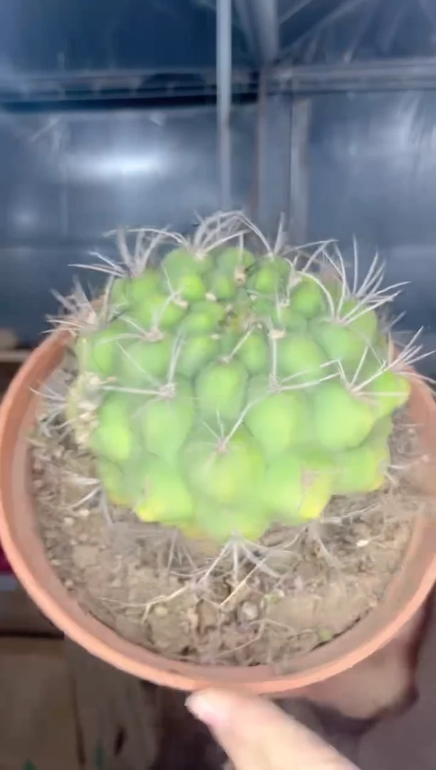 【闪购商品】实生根 新天地 9-12cm