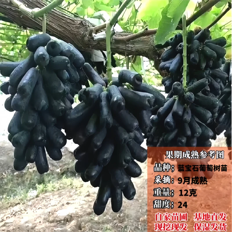 现挖现发蓝宝石葡萄树苗盆栽地栽南北方种植耐寒耐旱云南贵州四川