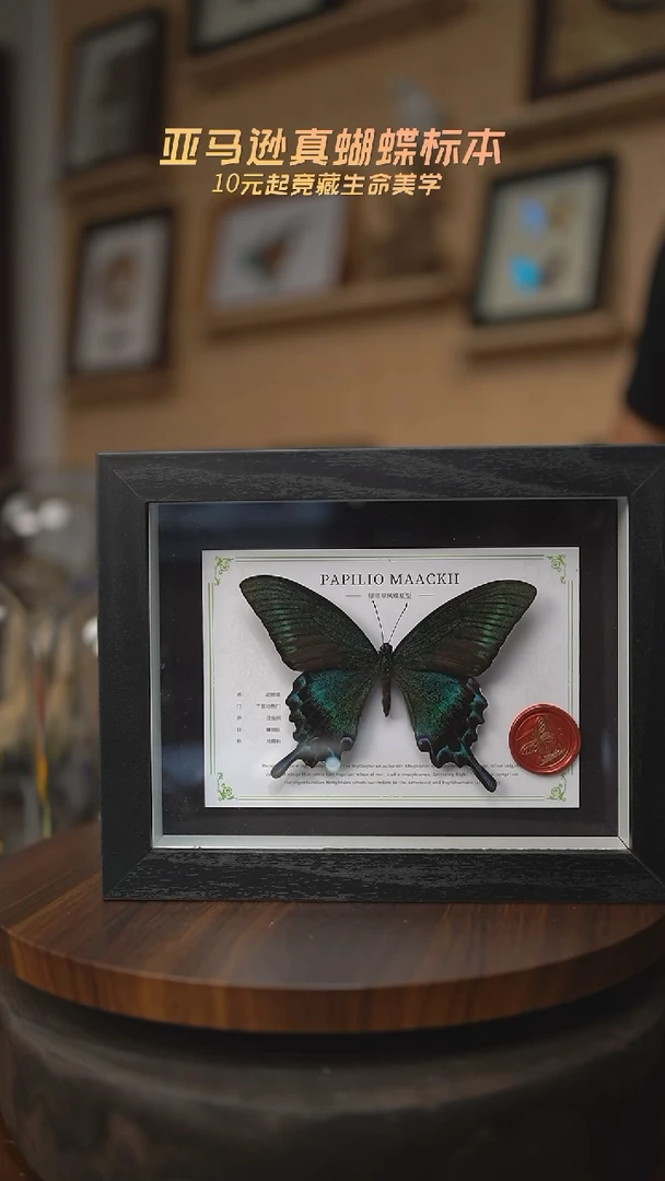 有机玻璃绿带翠凤蝶夏型国风版