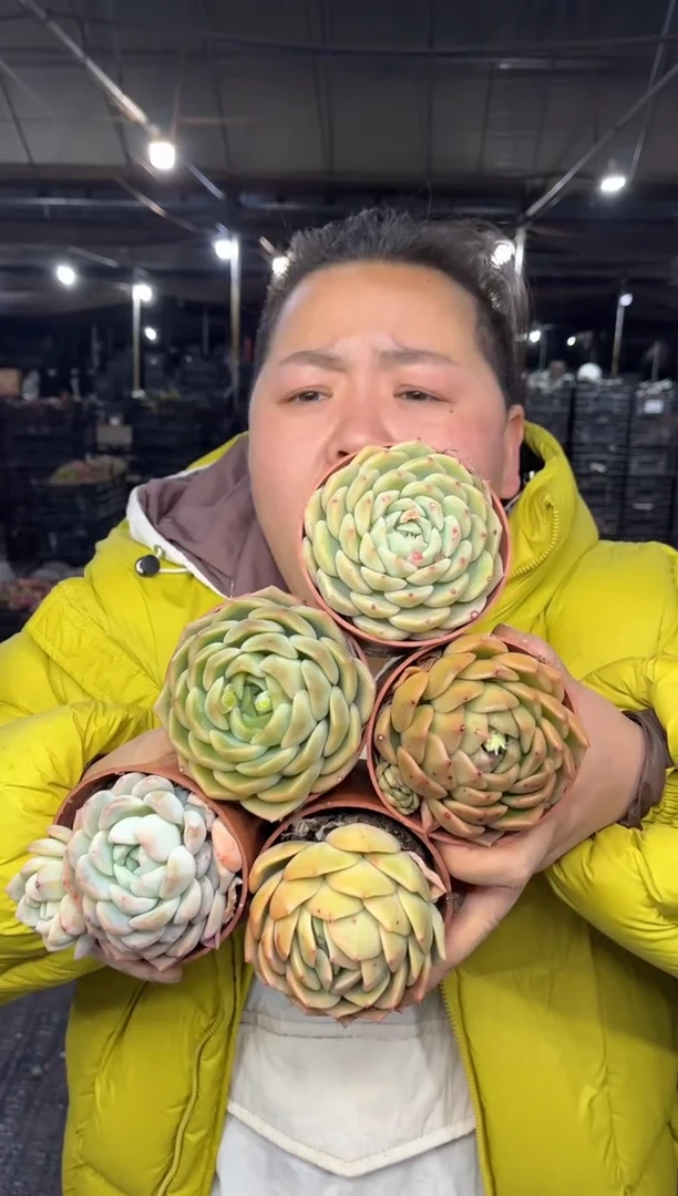 【闪购商品】66-大号杂交5颗挑不同带盆土9.99