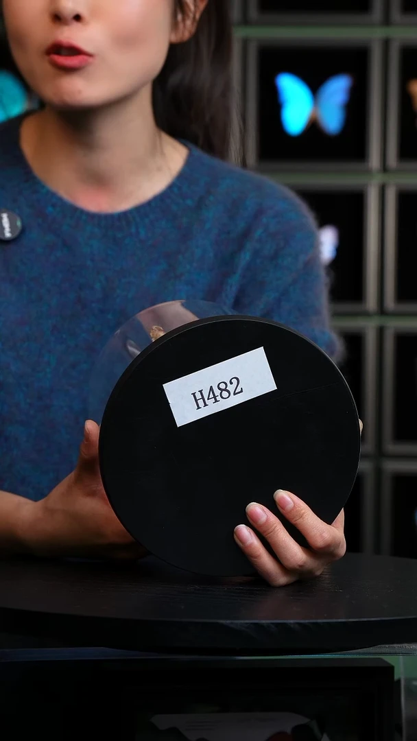 动物标本摆件竞拍H482