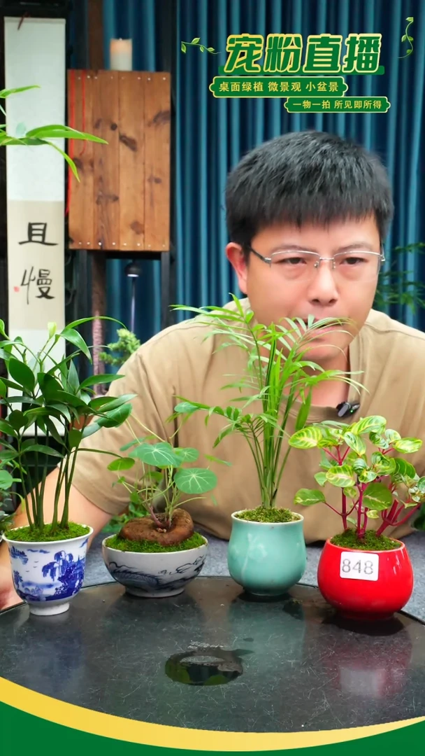 无花朵夜**随苔藓微景观848号