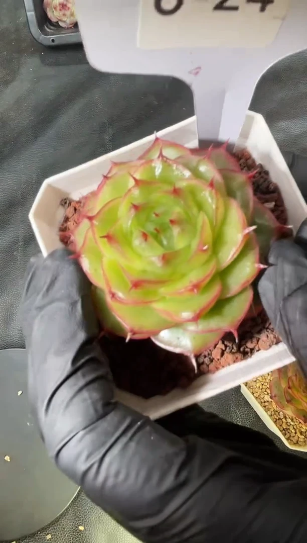 6-24 极光4-5厘米 量拍发一颗