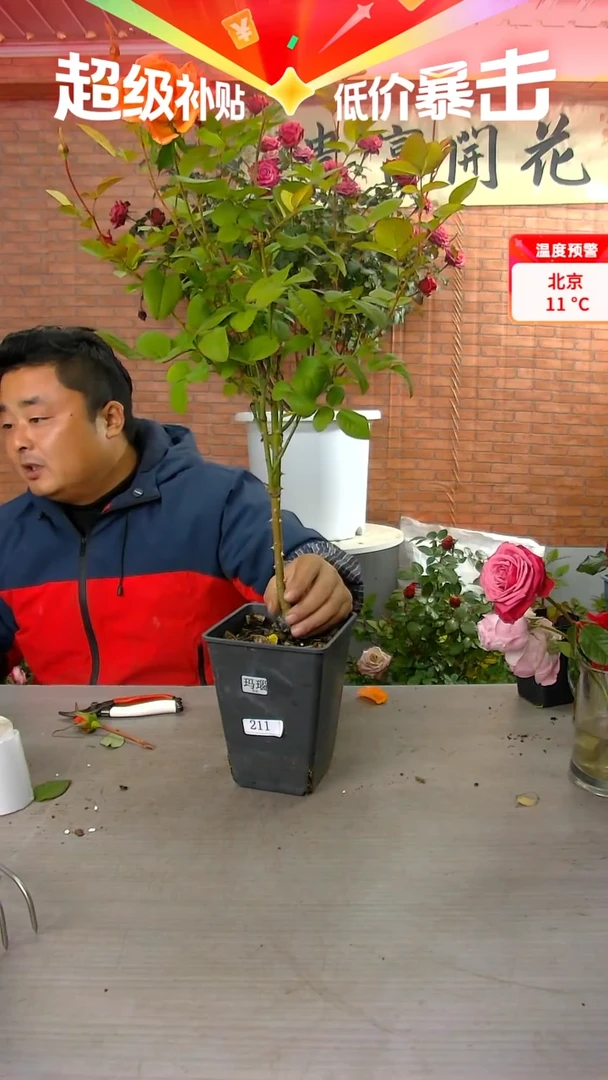 当前无花朵，栽培后可花朵211玛瑙