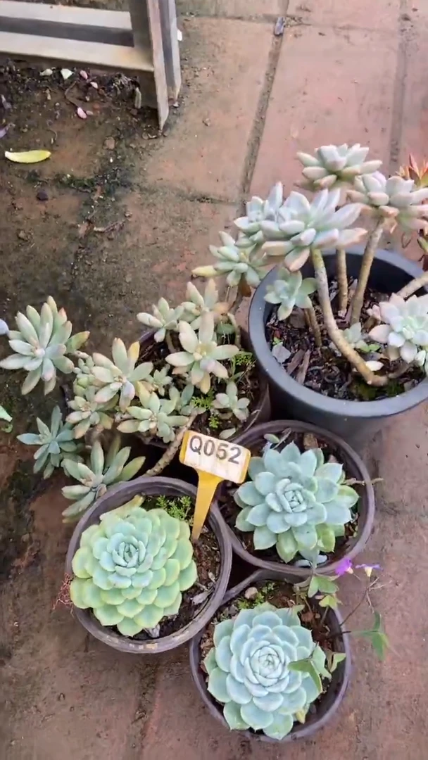 Q052多肉组合默认脱土发货