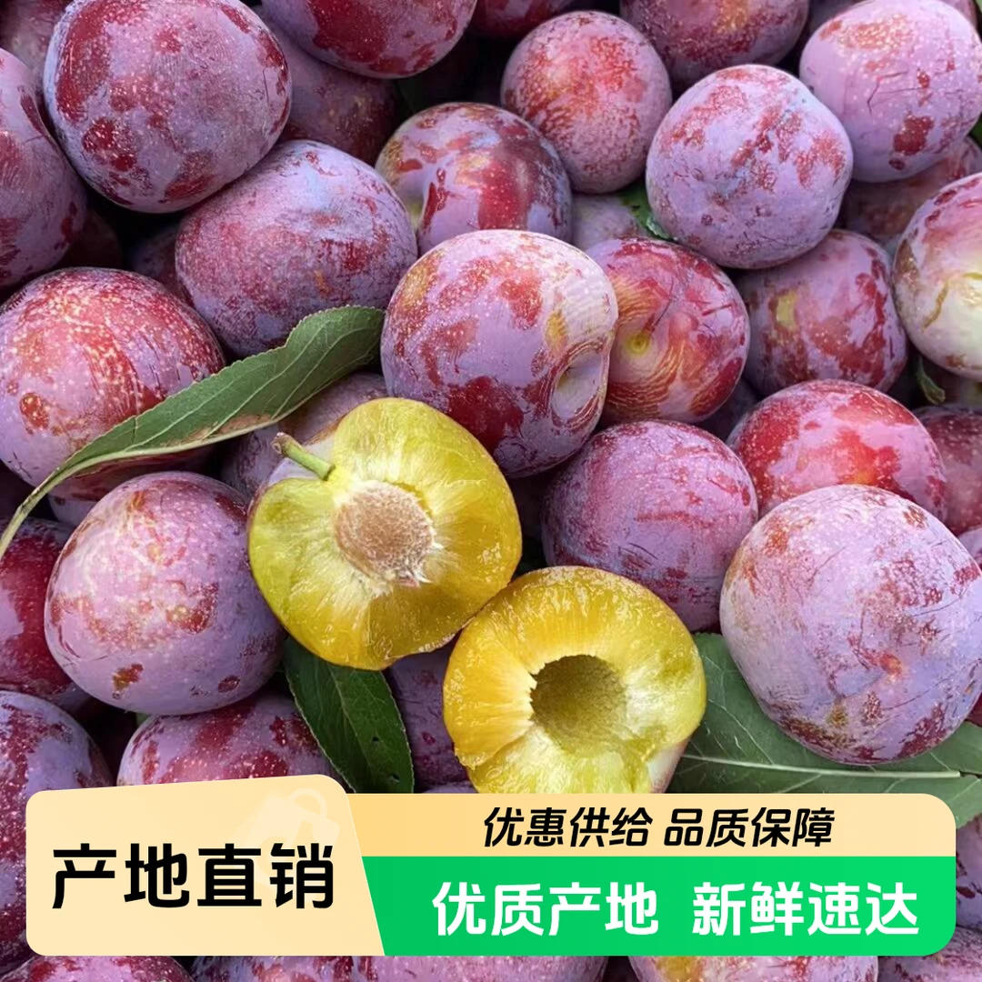 1四川高原脆红李 当季新鲜 脆甜 只发川渝四川省