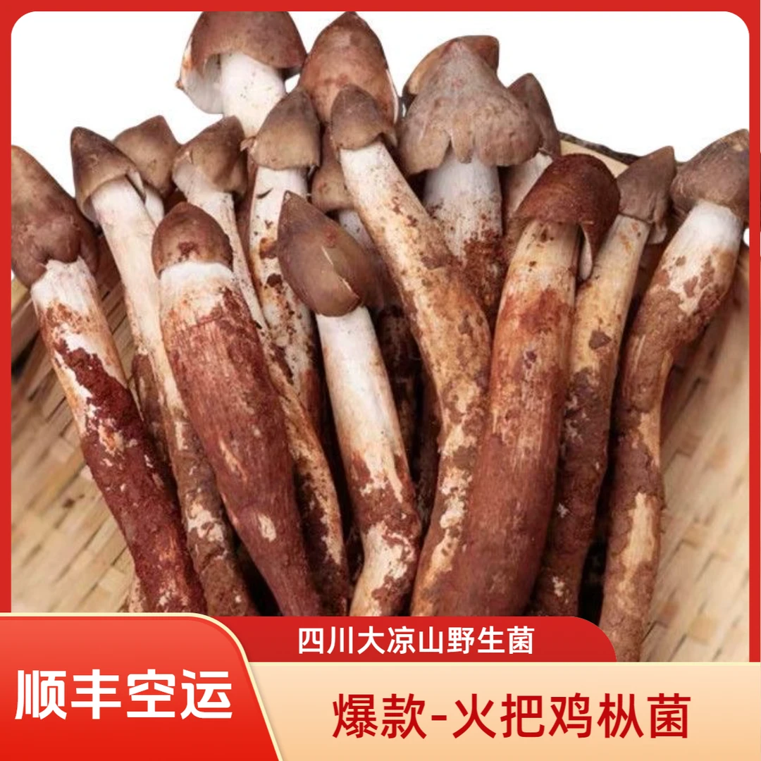 大凉山野生鸡枞菌新鲜鸡枞当季野生菌荔枝菌荔枝菌三八菌顺丰空运