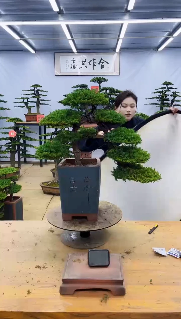 【闪购商品】高端盆景一物一拍，所见即所得