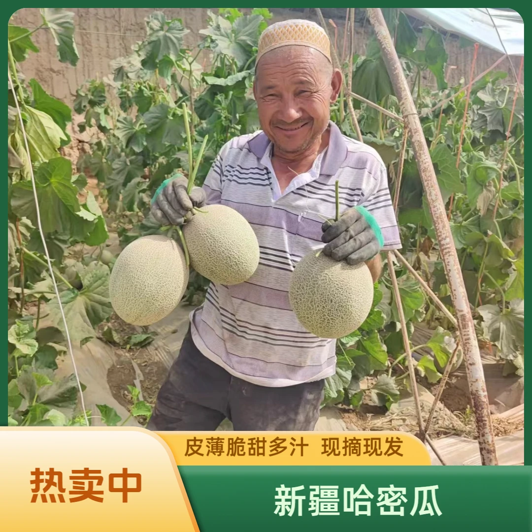 【中通快递】正宗新疆哈密瓜西州蜜25号脆甜新鲜采摘现发吐鲁番甜瓜