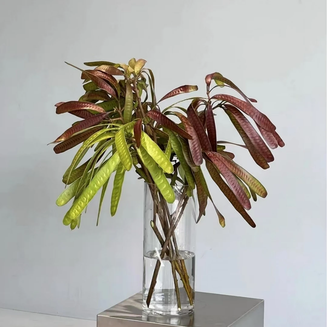 【花拾间】扁豆花 红豆荚 鲜切水培花材 可做干花