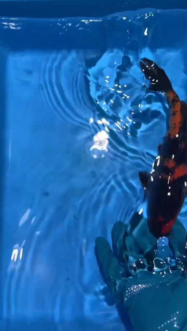 锦鲤点关注右下角竞拍链接出价