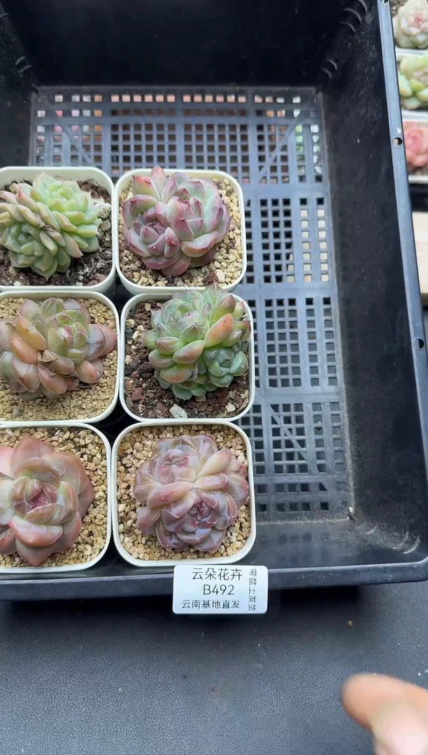 珍妮杂交多肉B492