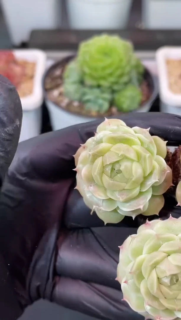 闪购2343 花朵翡多肉一颗 3.5-4厘米