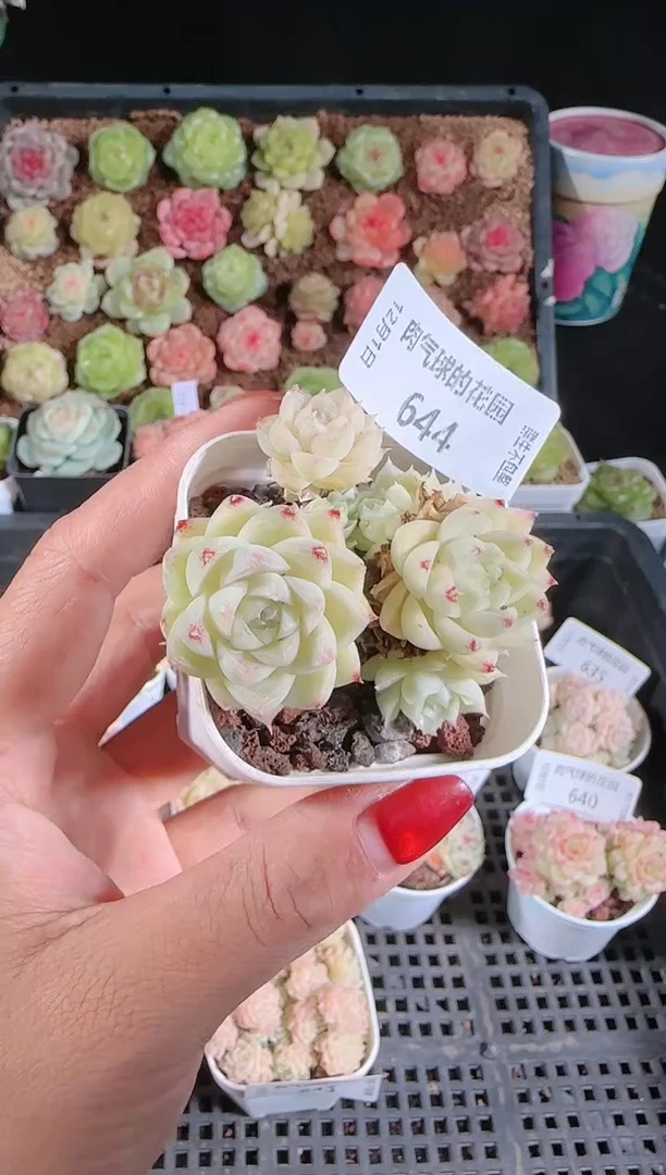 1201-644多肉群生不包整