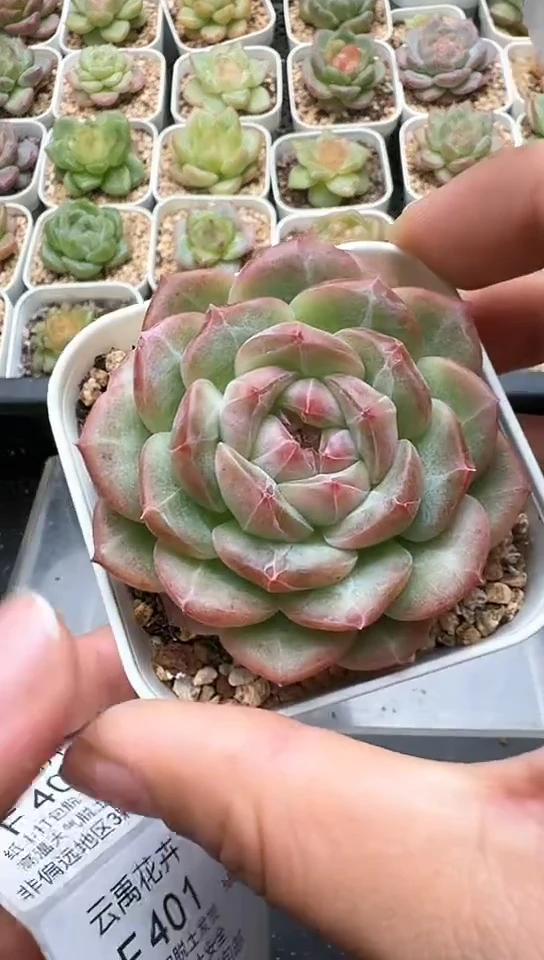 399F云禹多肉植物 默认脱土纸巾打包 3颗包邮