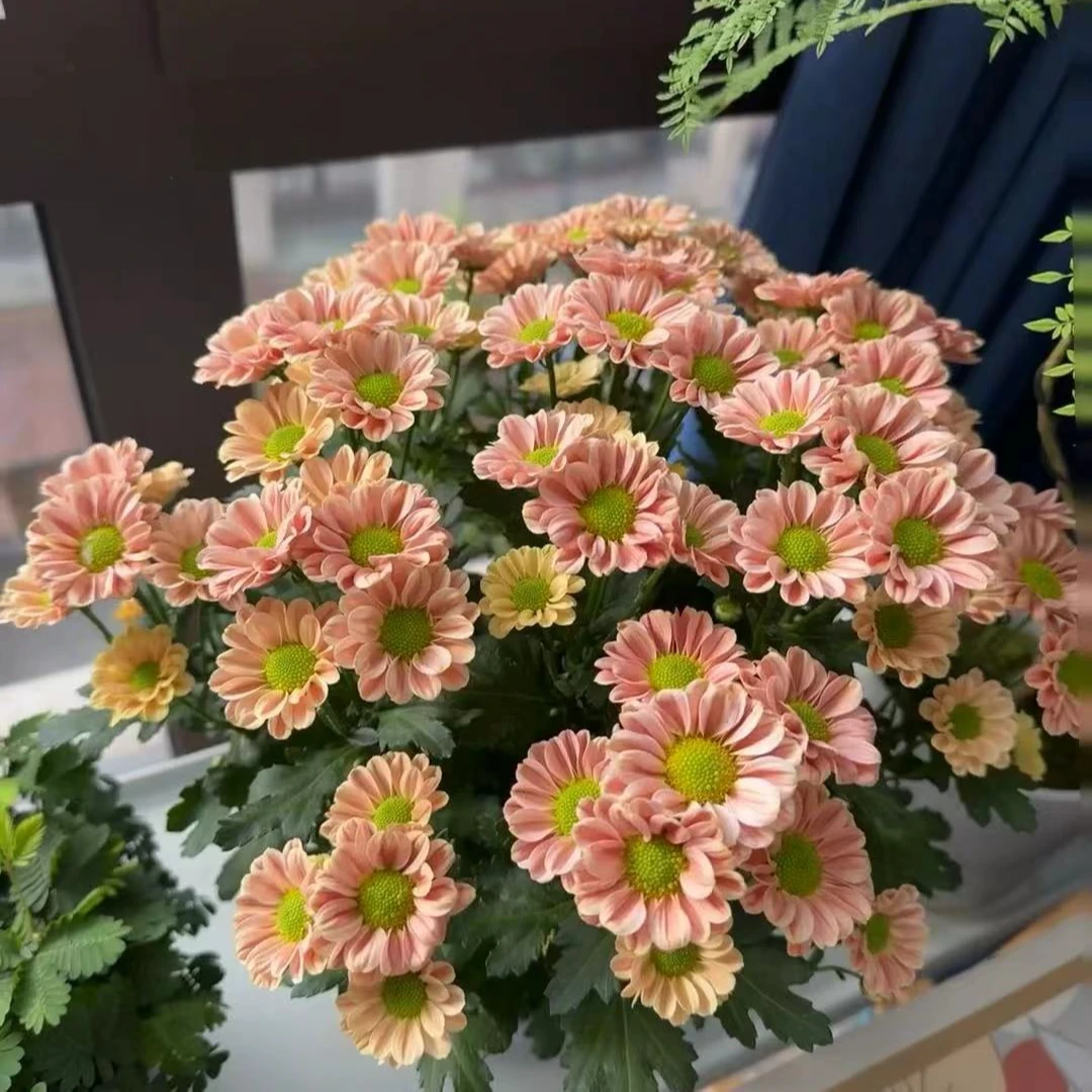 玲珑小菊盆栽菊花花卉庭院阳台易养护耐寒耐晒