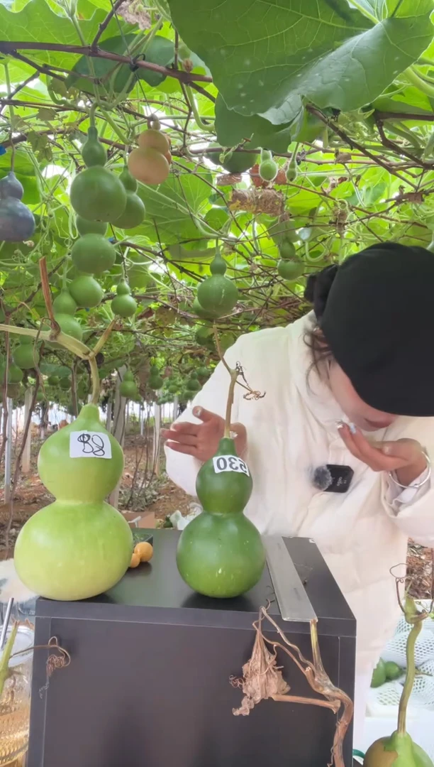 530天然葫芦摆件 一物一拍龙头不保售后