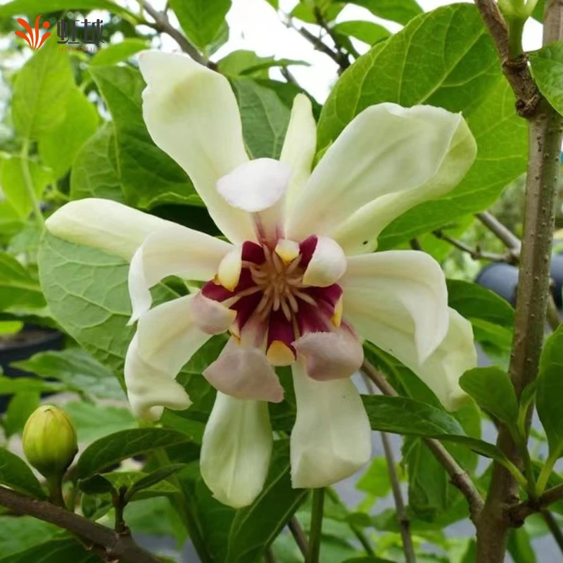 虹越 |  美国夏腊梅“维纳斯” 庭院花灌木 盆栽苗专场