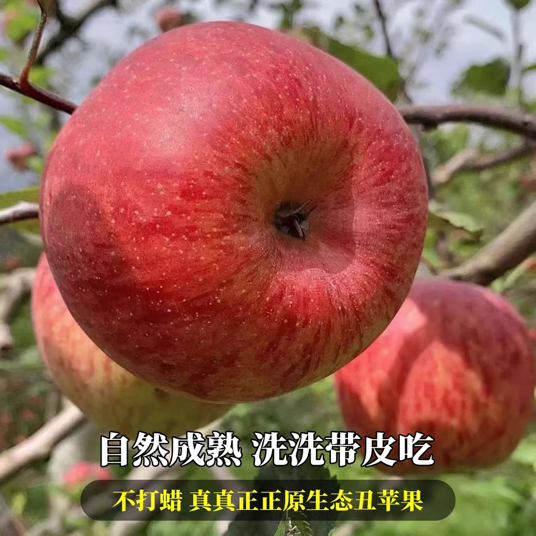 四川阿坝脆甜当季现摘苹果汶川茂县冰糖心果农直发苹果红富士新鲜
