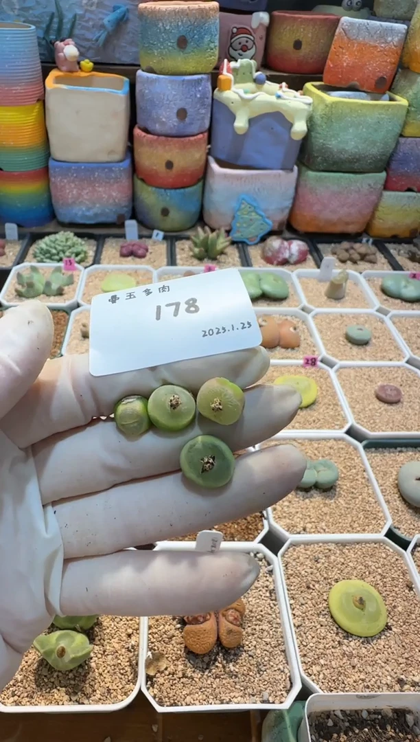 【闪购商品】25.1.25-178xx