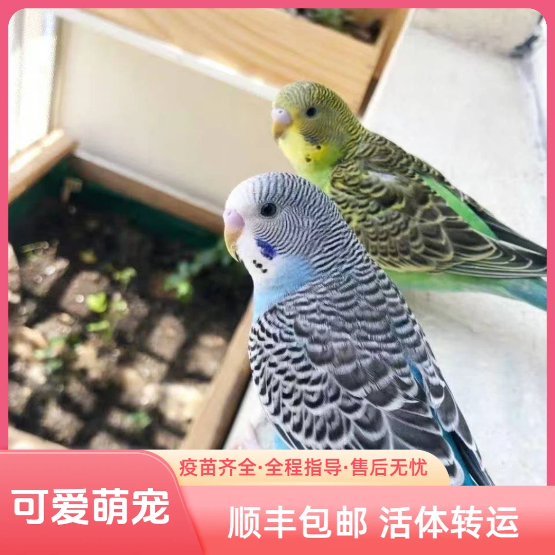 羡氧手养虎皮小鹦鹉可观赏可互动可教说话的可爱萌宠【含大礼包】