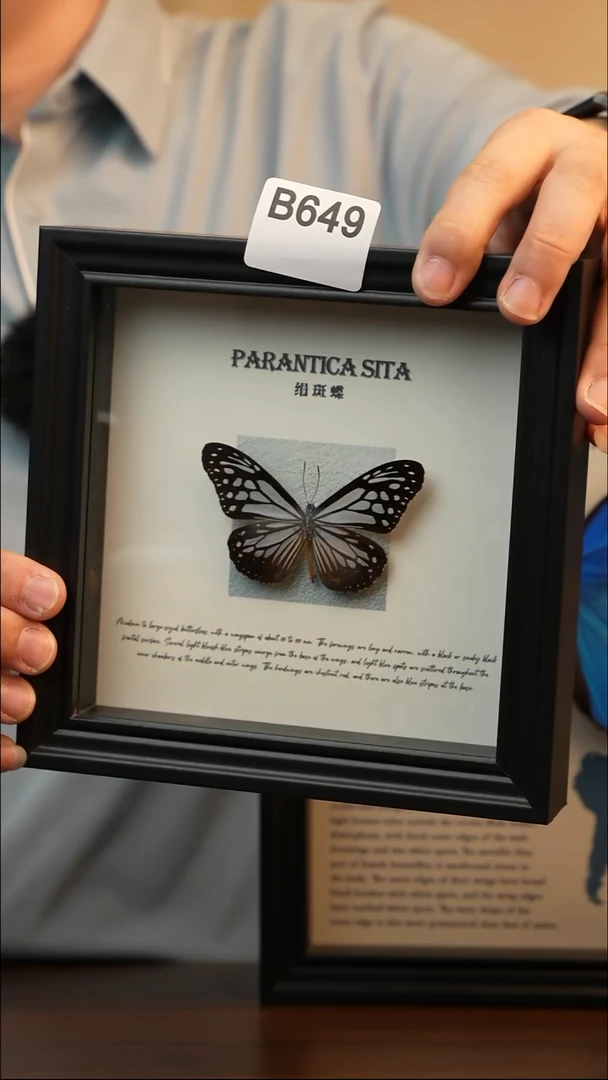 绢斑蝶真蝴蝶标本B649