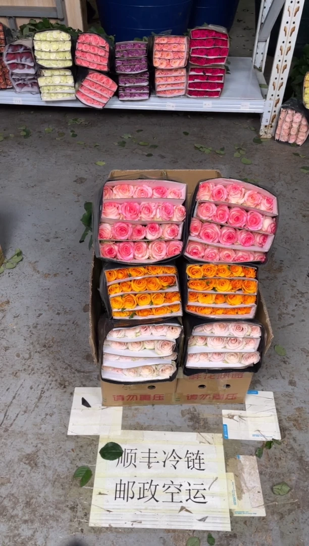 流沙20枝+辉煌20枝+艾沙20枝