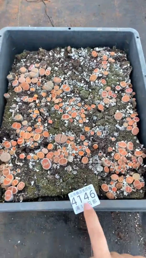 4146特价冰橙框有疤瑕疵带土不带盆发货2框