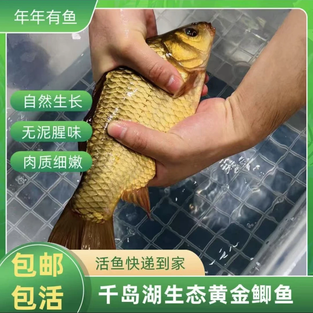 【活鱼】正宗千岛湖黄金鲫鱼活鱼6条现捕现发 顺丰包活到家