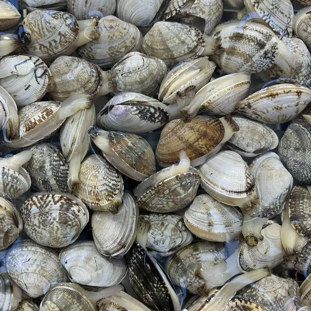 中花蚬子特价每人限购一单（500g）海鲜