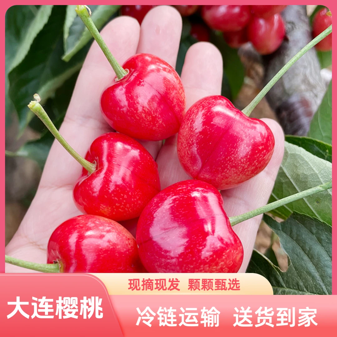 【张同学专属】大连樱桃(萨米脱)2.5斤/4.5斤 产地直发 顺丰包邮