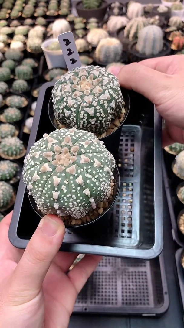 【闪购商品】实生两颗，222号