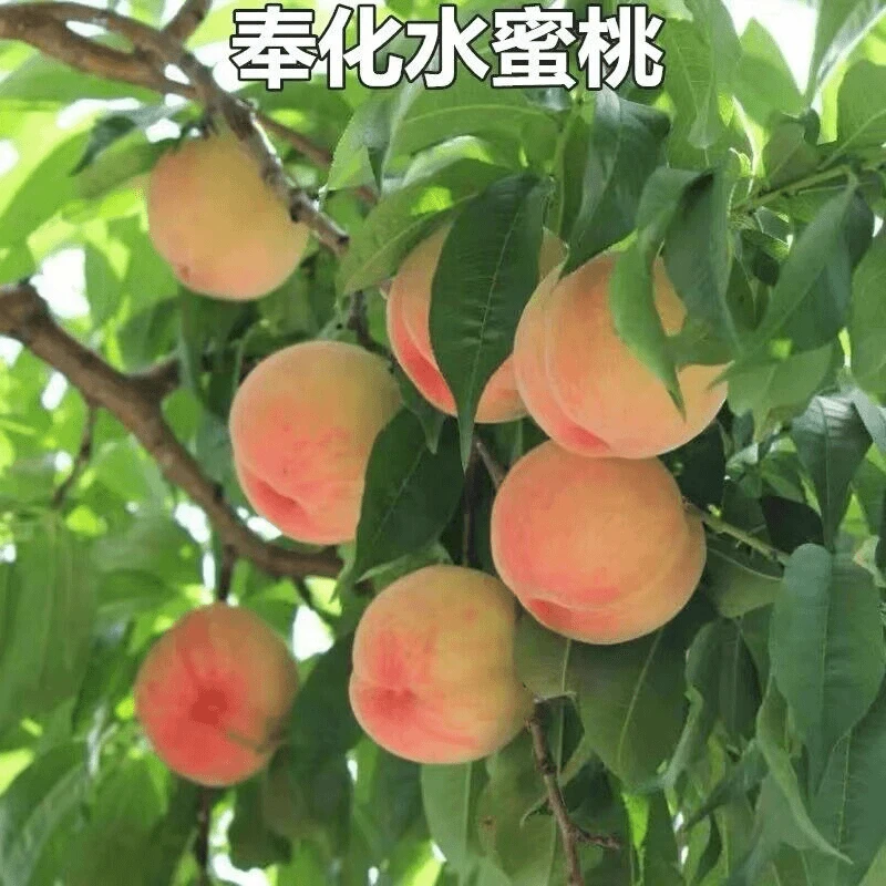 早熟水蜜桃树苗嫁接黄桃树苗树当年结果南方北方种植树苗桃树果苗