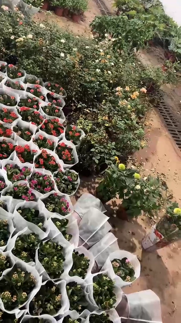 完全开放两单包邮。处理长寿颜色随机