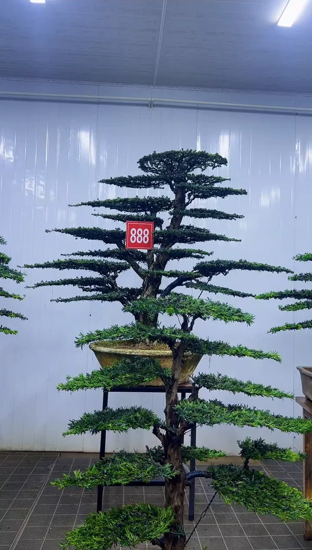无花朵豪**志0000000000000000000