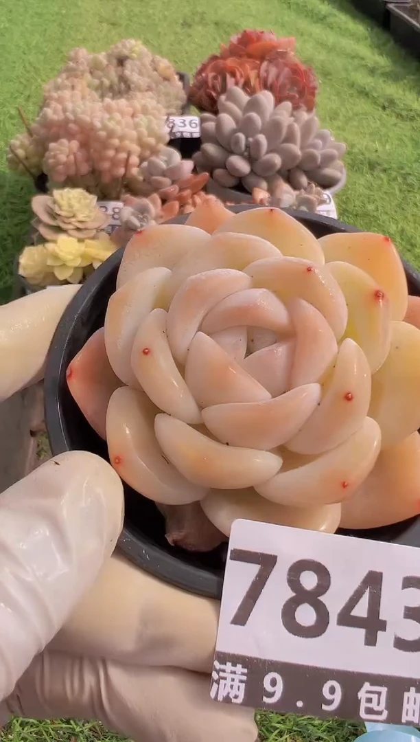 【闪购商品】信福多肉一物一拍