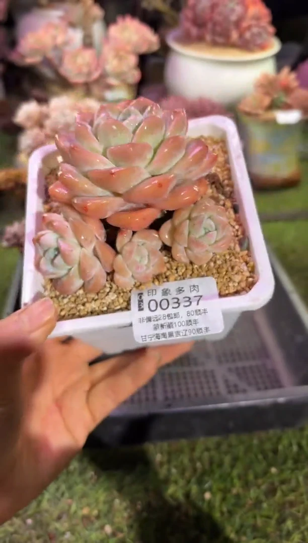 【闪购商品】00337