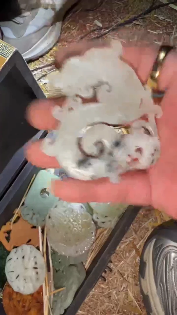 陶瓷闪购商品高端专用连