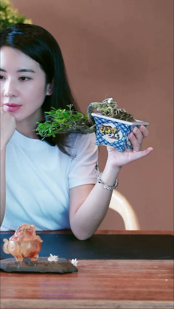 全部花朵紫美人盆景盆景盆景