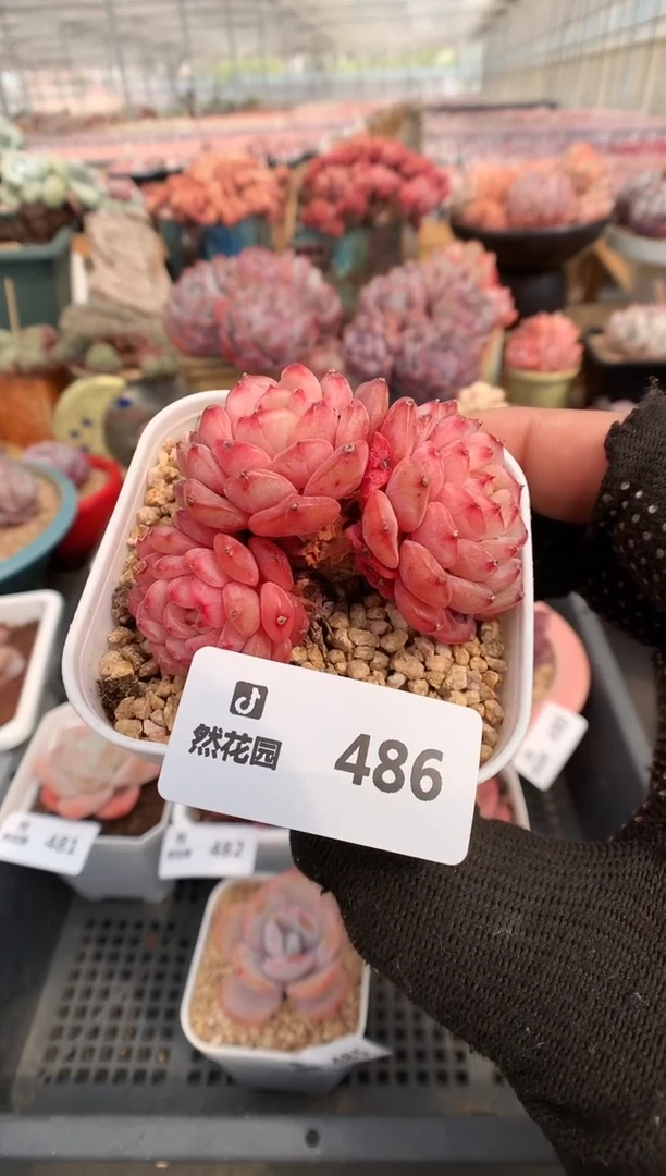 【闪购商品】486白胖一物一拍