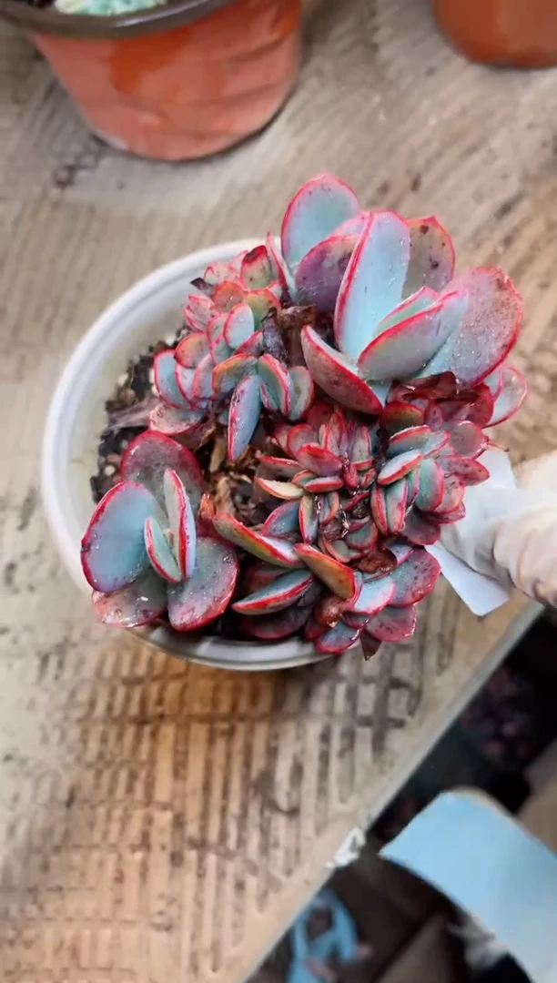 【闪购商品】06039